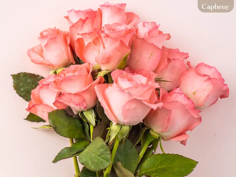 กุหลาบชมพู (Pink Rose)