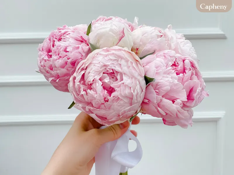 พีโอนี (Peony)