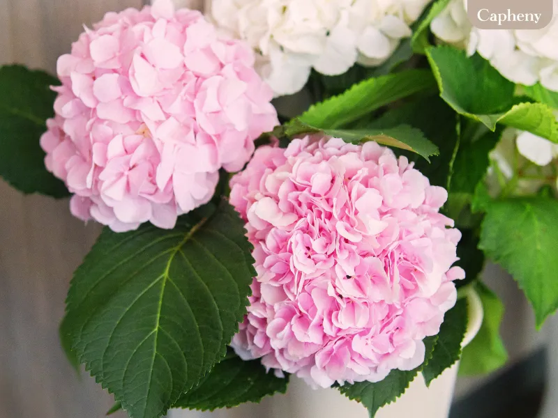 ไฮเดรนเยียชมพู (Pink Hydrangea)