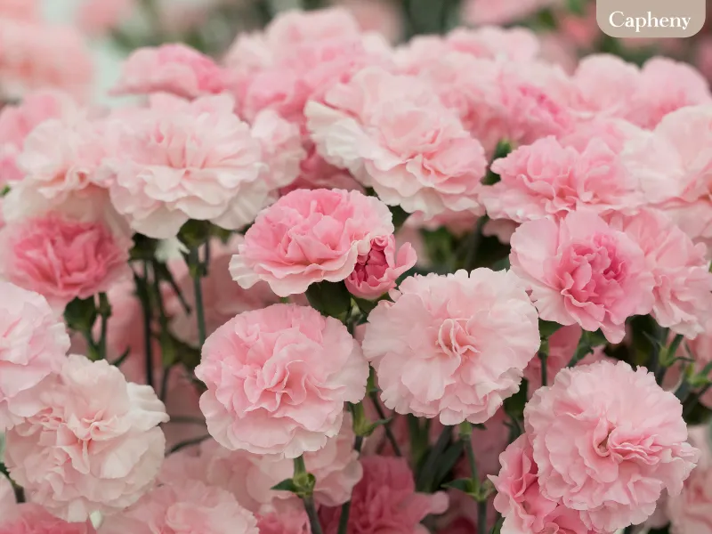 คาร์เนชันชมพู (Pink Carnation)