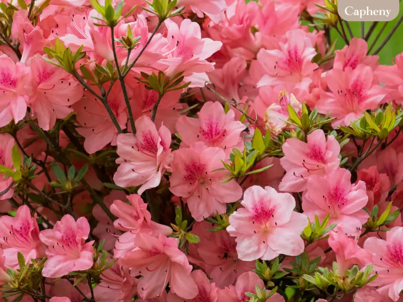อาซาเลีย / แอซาเลีย (Pink Azalea)