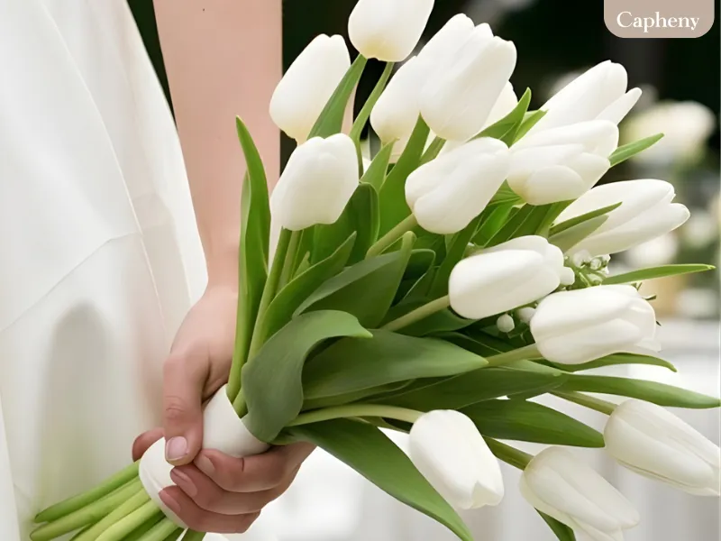 ทิวลิปขาว (White Tulip) ทิวลิปขาว (White Tulip)
